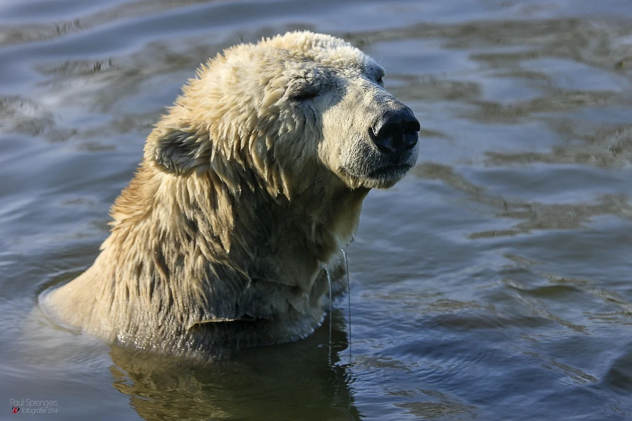 L'évolution en marche : des ours polaires défient le réchauffement