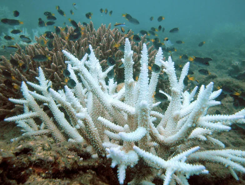 bleached coral reef wiki cc