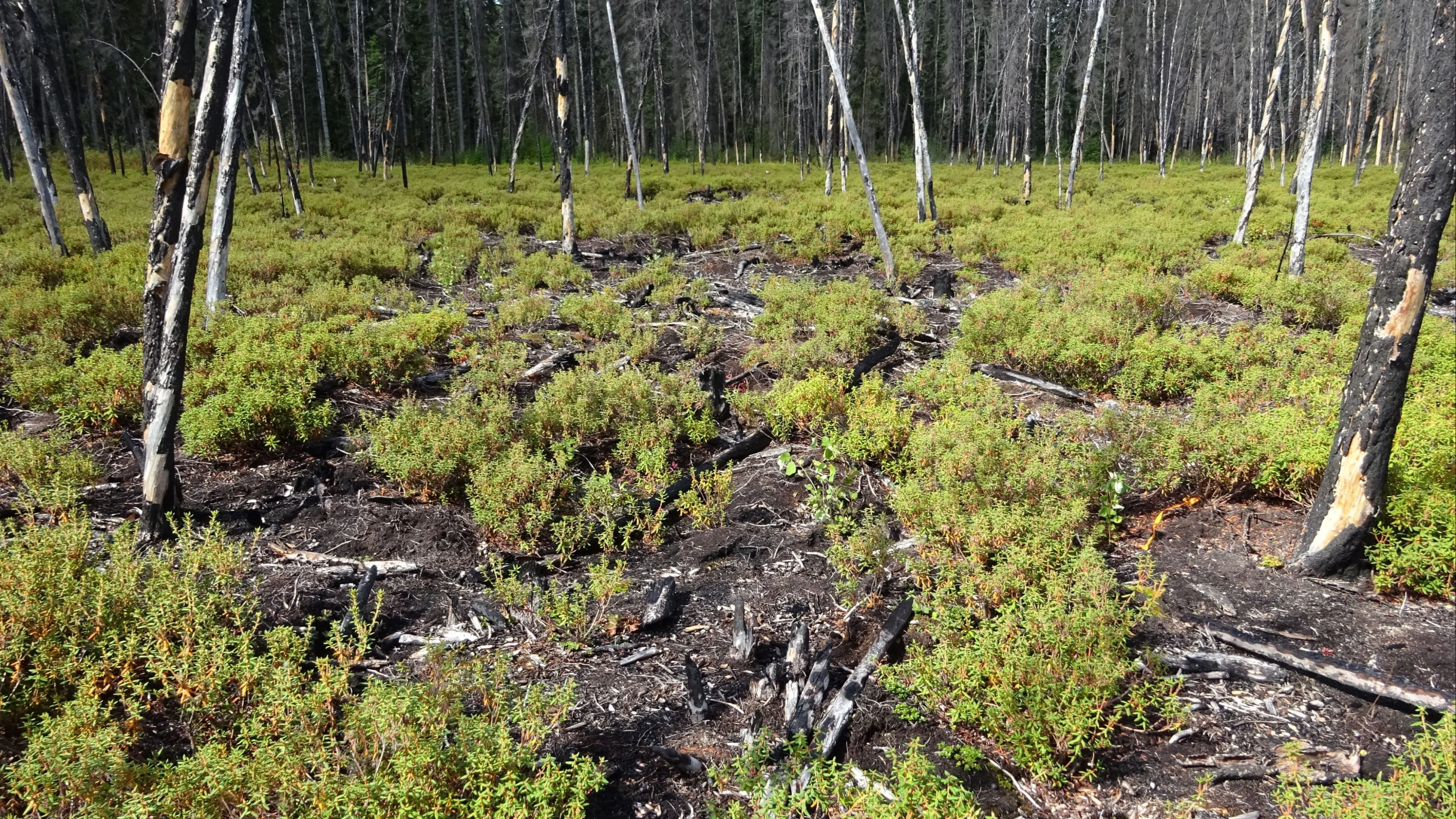 Inside Canada’s fight to save its peatlands	