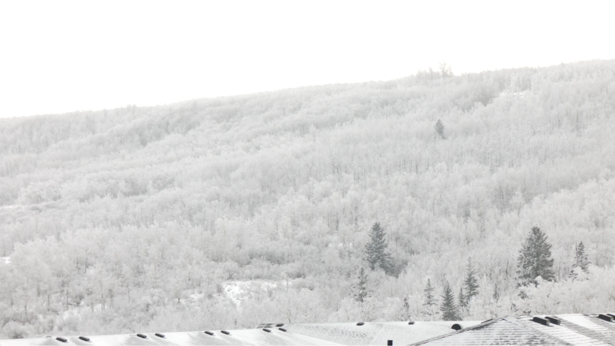 Calgary fog/Connor O'Donovan/TWN