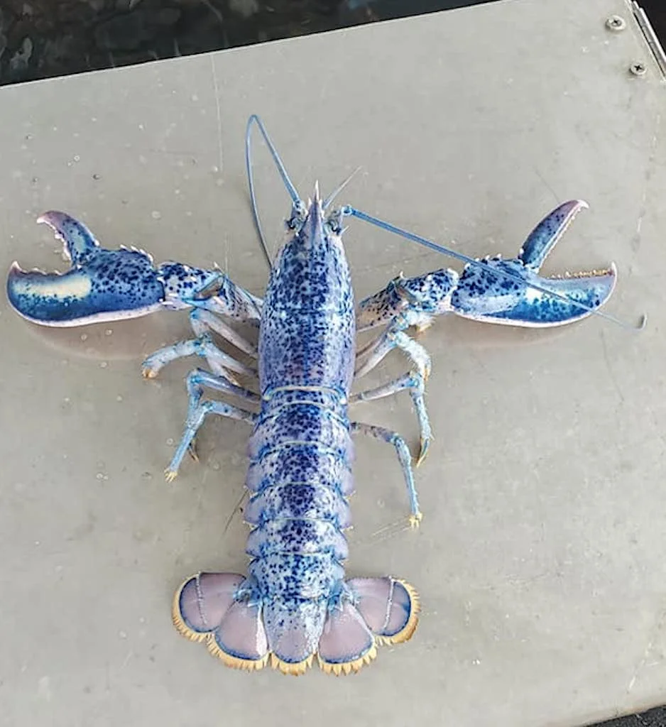 Blue lobster/Donnie Falcon