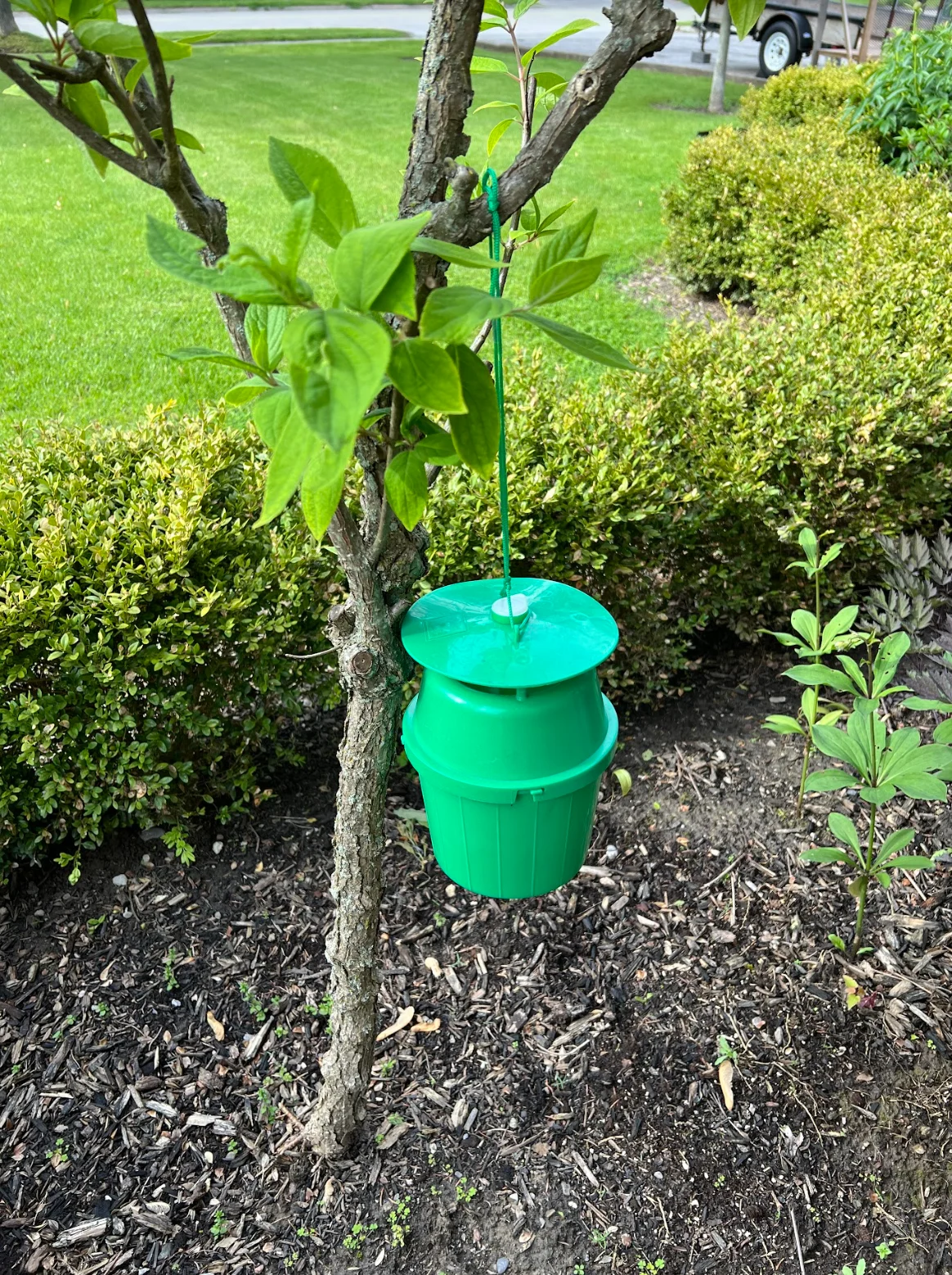 Landscape Ontario: Unitrap with pheromones to attract Box Tree Moth