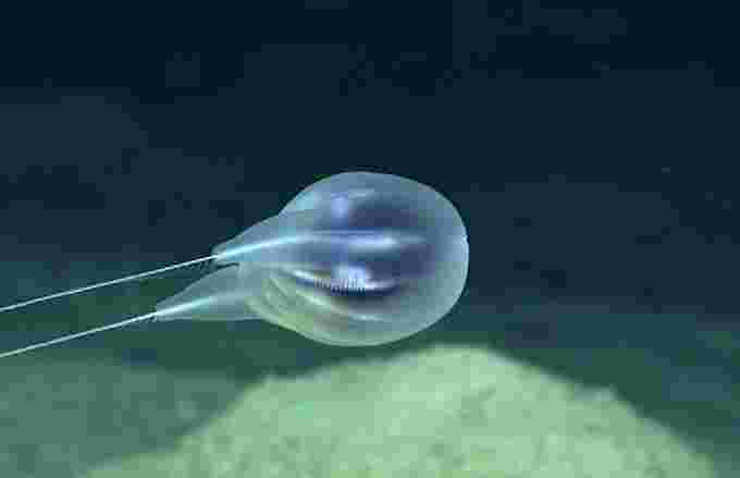 NOAA - ctenophore