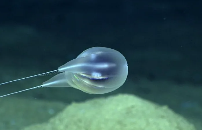 Scientists discover new balloon-like species using HD video only
