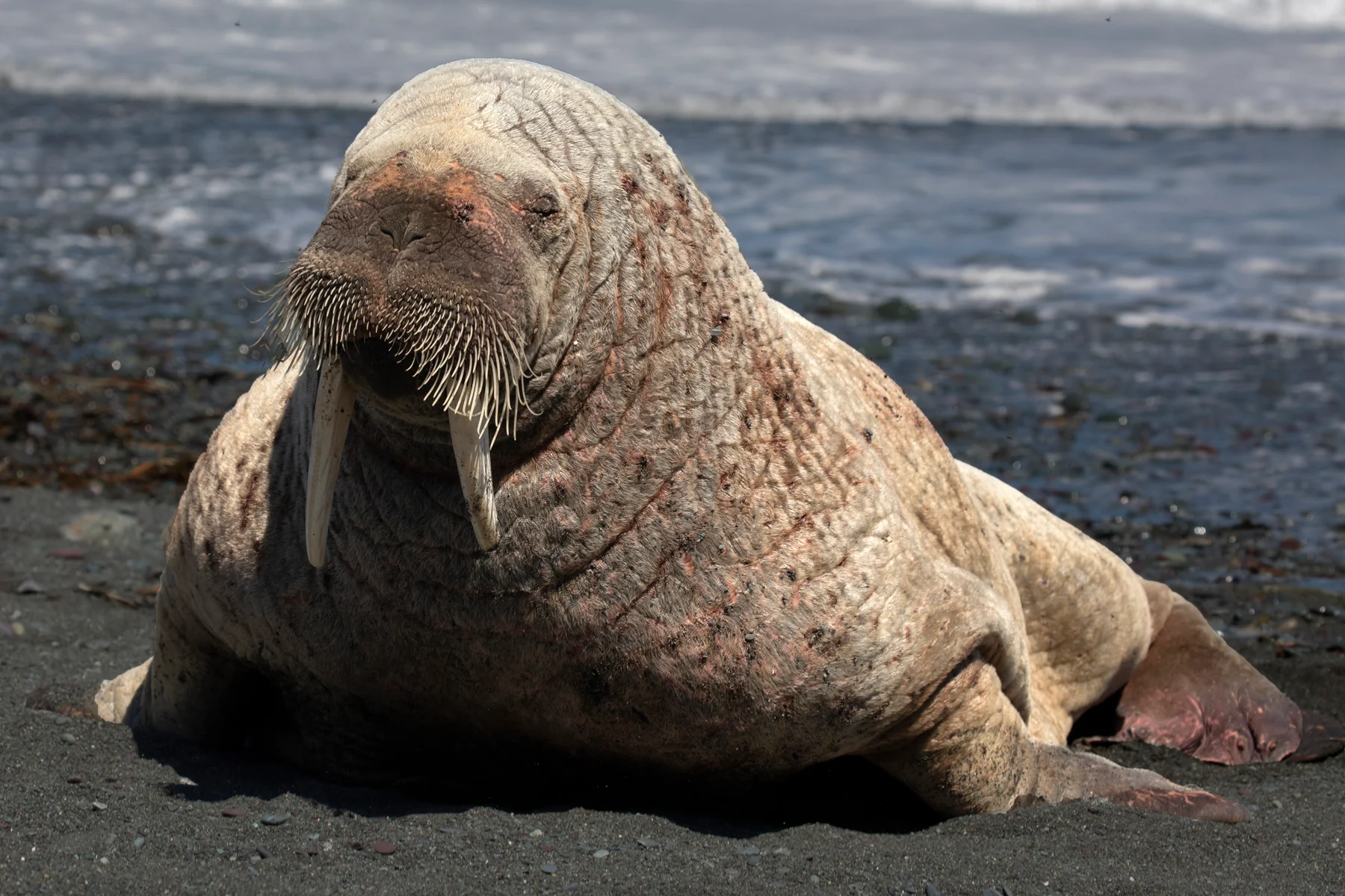 Walrus (11)