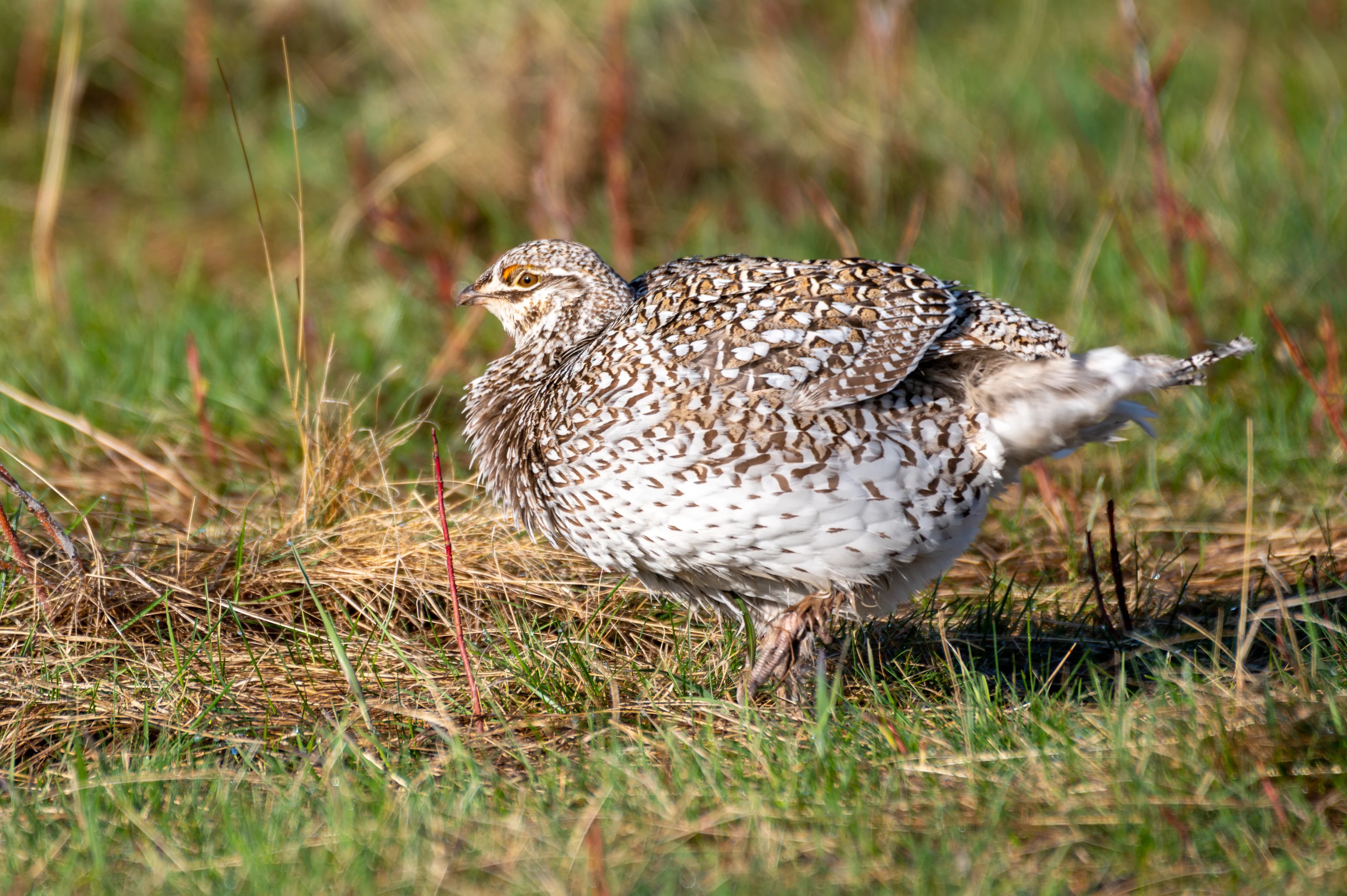 Sharp-tailed grouse on The Yarrow (2)/Sean Feagan/Submitted