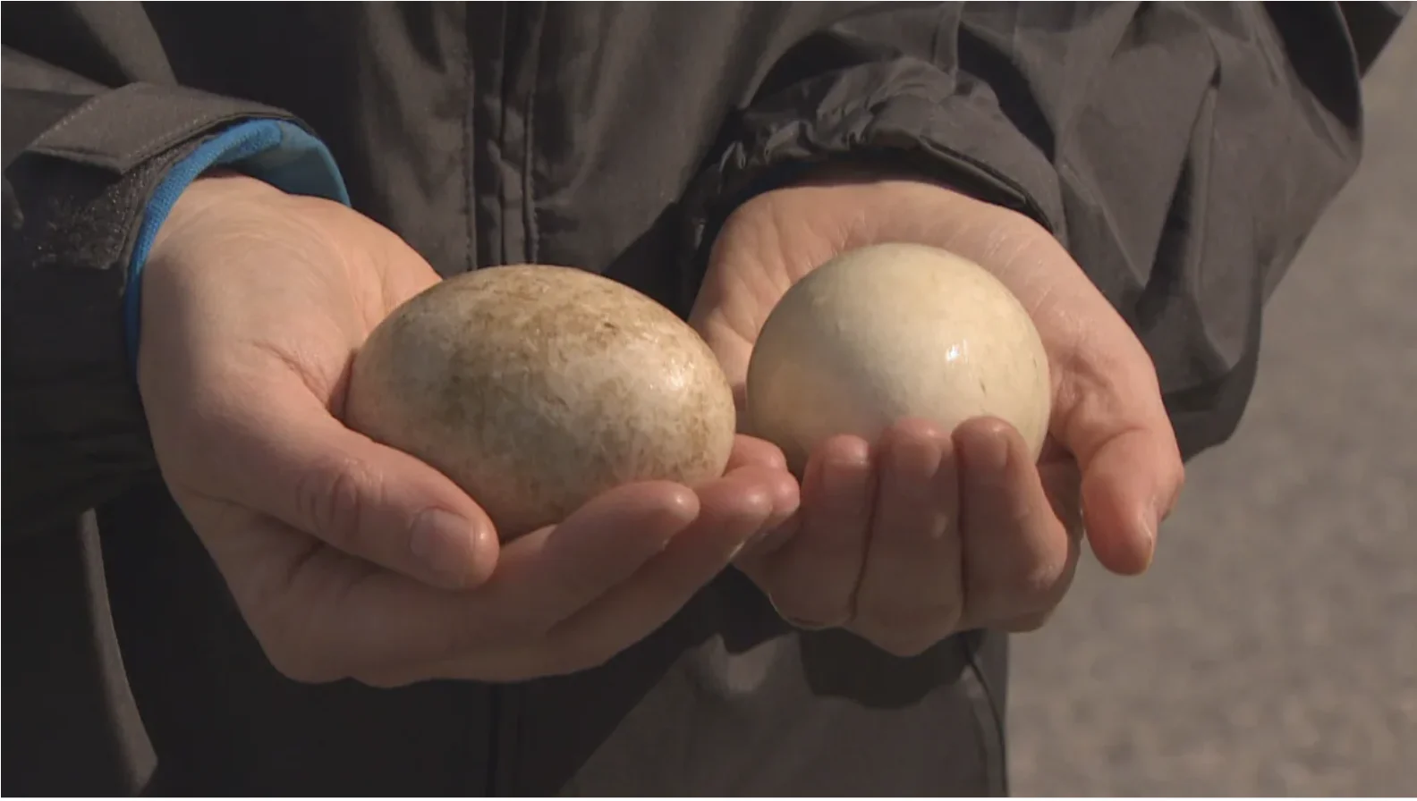 CBC: One method of trying to control the population of Canada geese used in Vancouver parks involves taking viable eggs from nests and switching them with frozen eggs. This is called egg addling. (Dillon Hodgin/CBC)