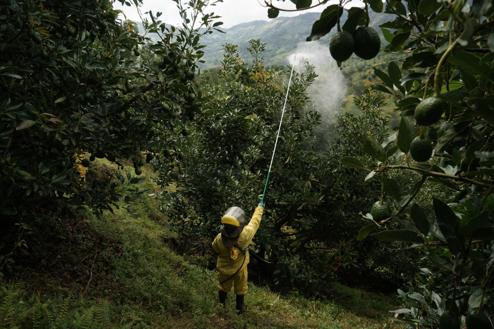 A worker fumigates avocado trees in Colombia to protect them from mites, a requirement for exports. (Mariana Greif Etchebehere/ Bloomberg/ Getty Images)
