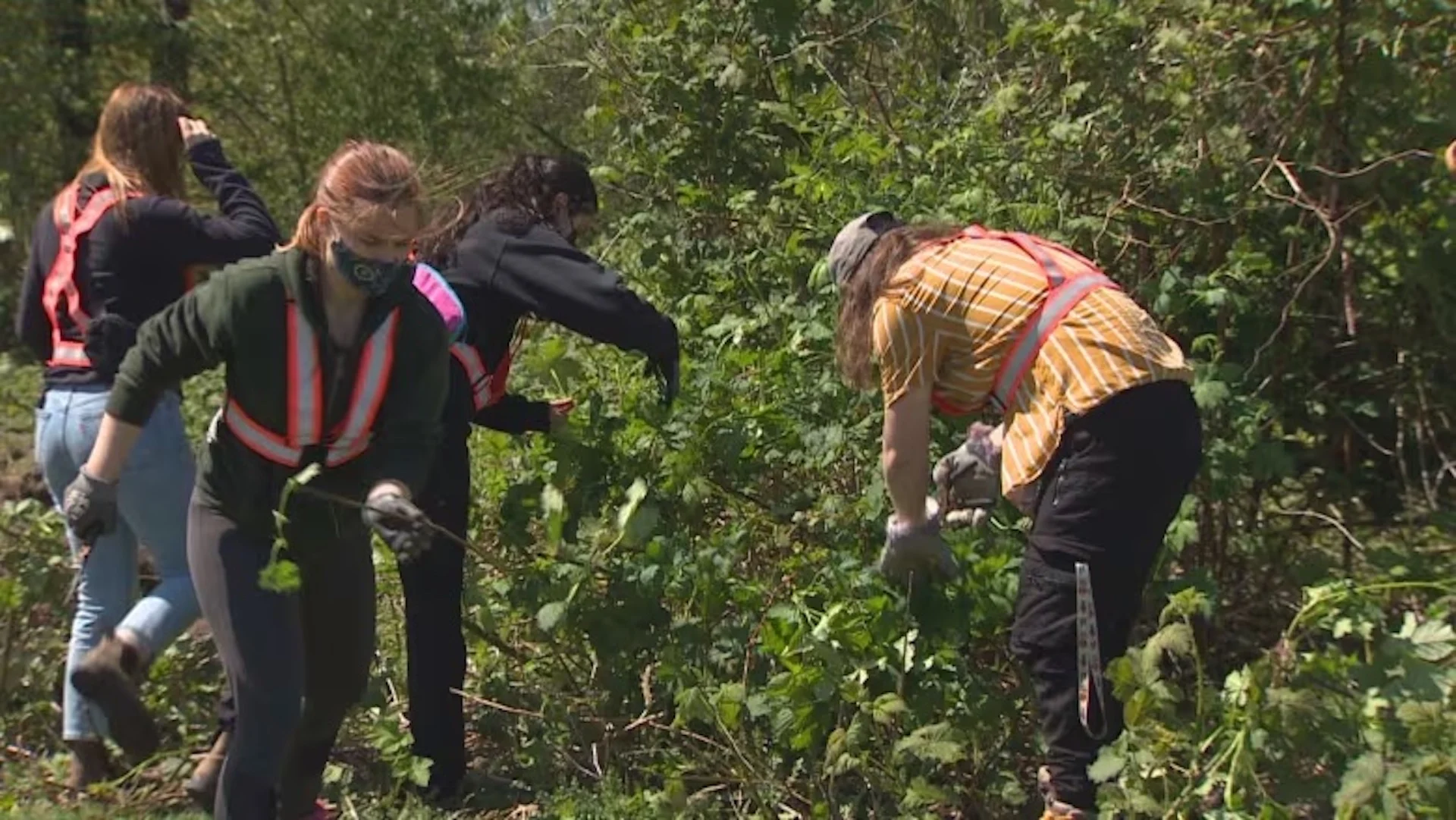 British Columbians urged to take action against invasive species