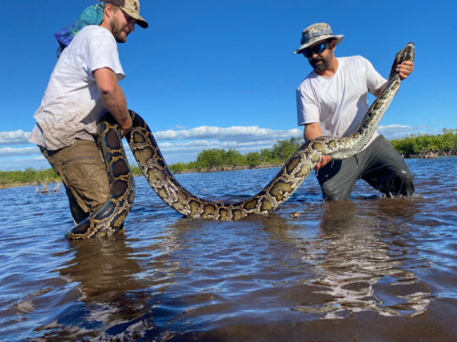 Un serpent de plus de 5 mètres capturé en Floride