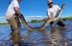 Un serpent de cinq mètres de long découvert en Floride !