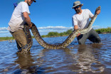 Un serpent de cinq mètres de long découvert en Floride !