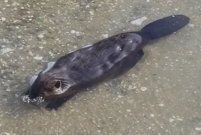 Officials baffled by beaver blowing bubbles in the water
