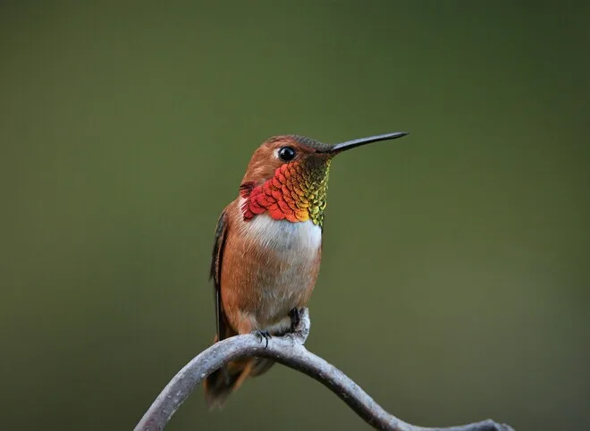 Scientists figure out why hummingbirds hum