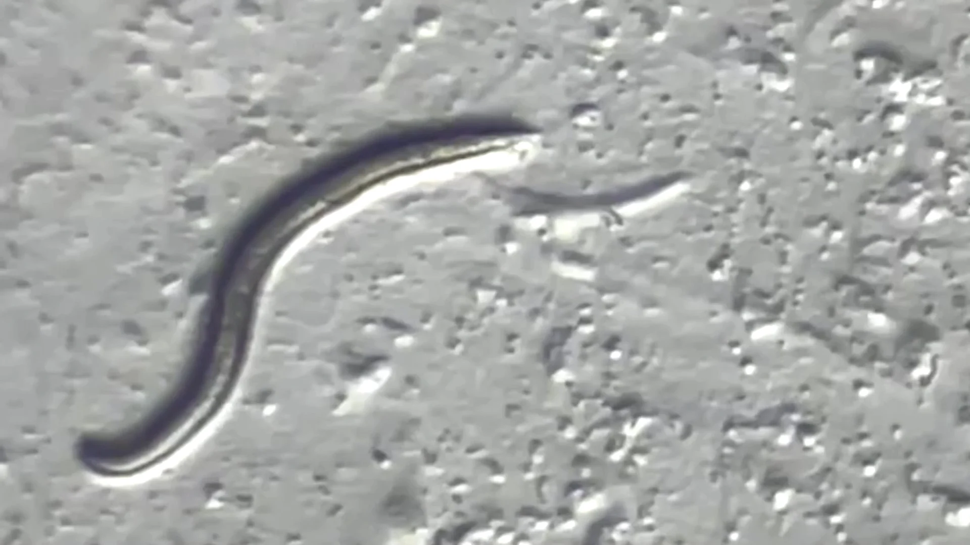 46,000-year-old worms come back to life after thawing