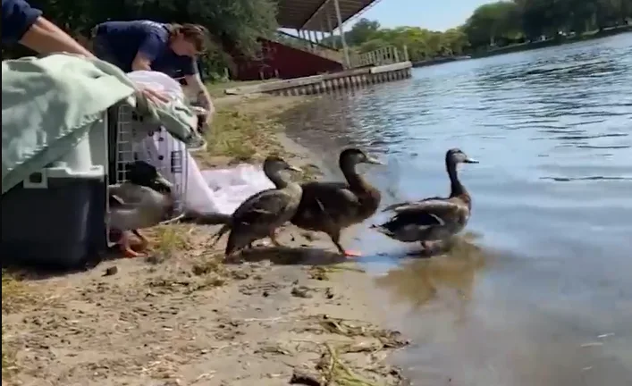 Toronto ducks re-released into wild after falling ill with avian botulism
