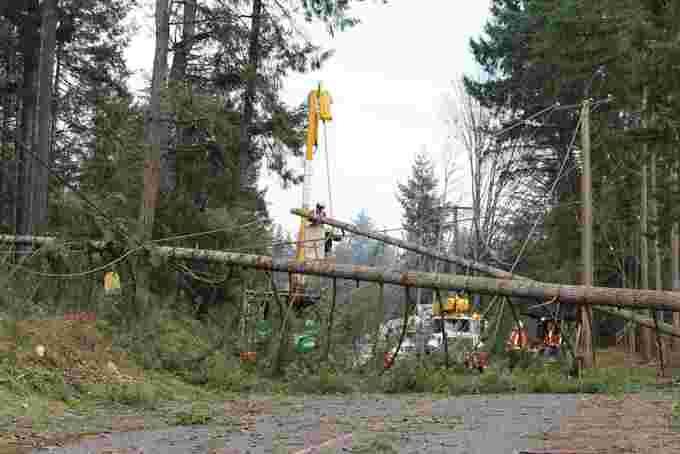 Downed tres/BCHydro
