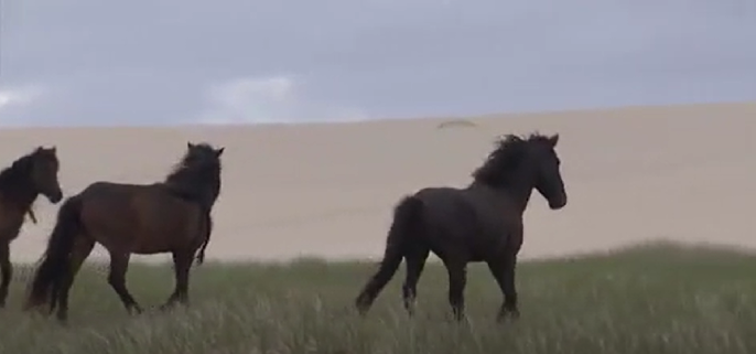 Sable Island update: Here's how the wild horses fared during Fiona
