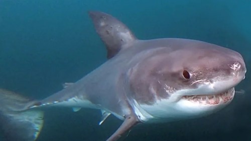 Cage diving with great white sharks coming to Nova Scotia's South Shore -  The Weather Network