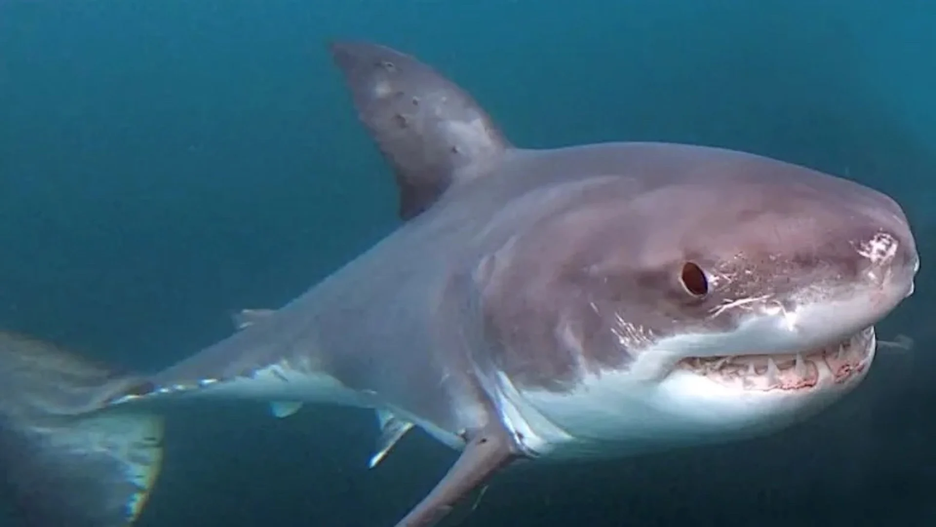 Cage diving with great white sharks coming to Nova Scotia's South Shore