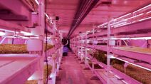 Food of the future: London air raid shelter to underground farm