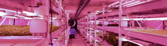 Food of the future: London air raid shelter to underground farm