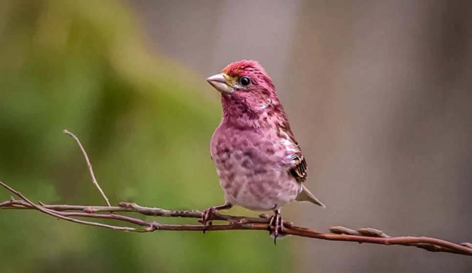 Eyes to the sky: Spring is a busy season for birds