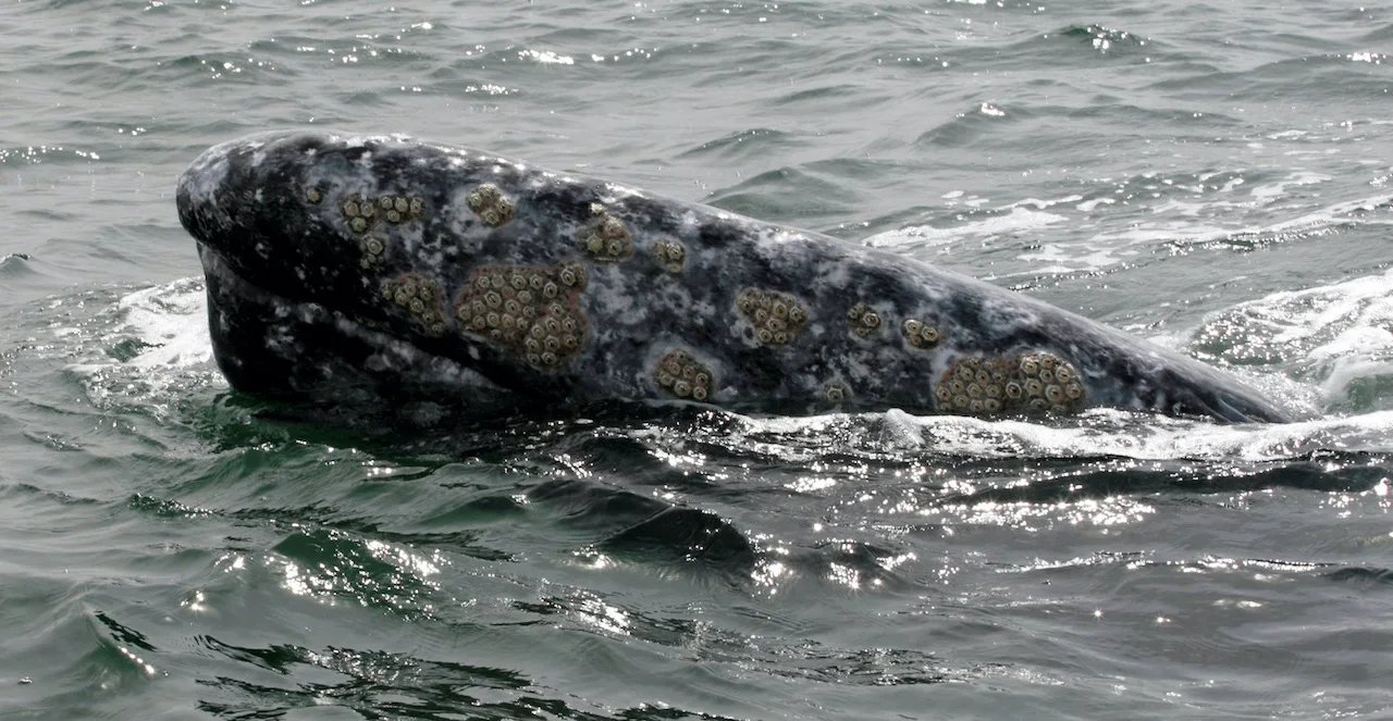 ENVIRONMENT-WHALES/REUTERS/Henry Romero (MEXICO)/File Photo