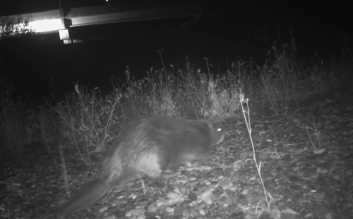 beaver/Submitted by the Miistakis Institute via CBC