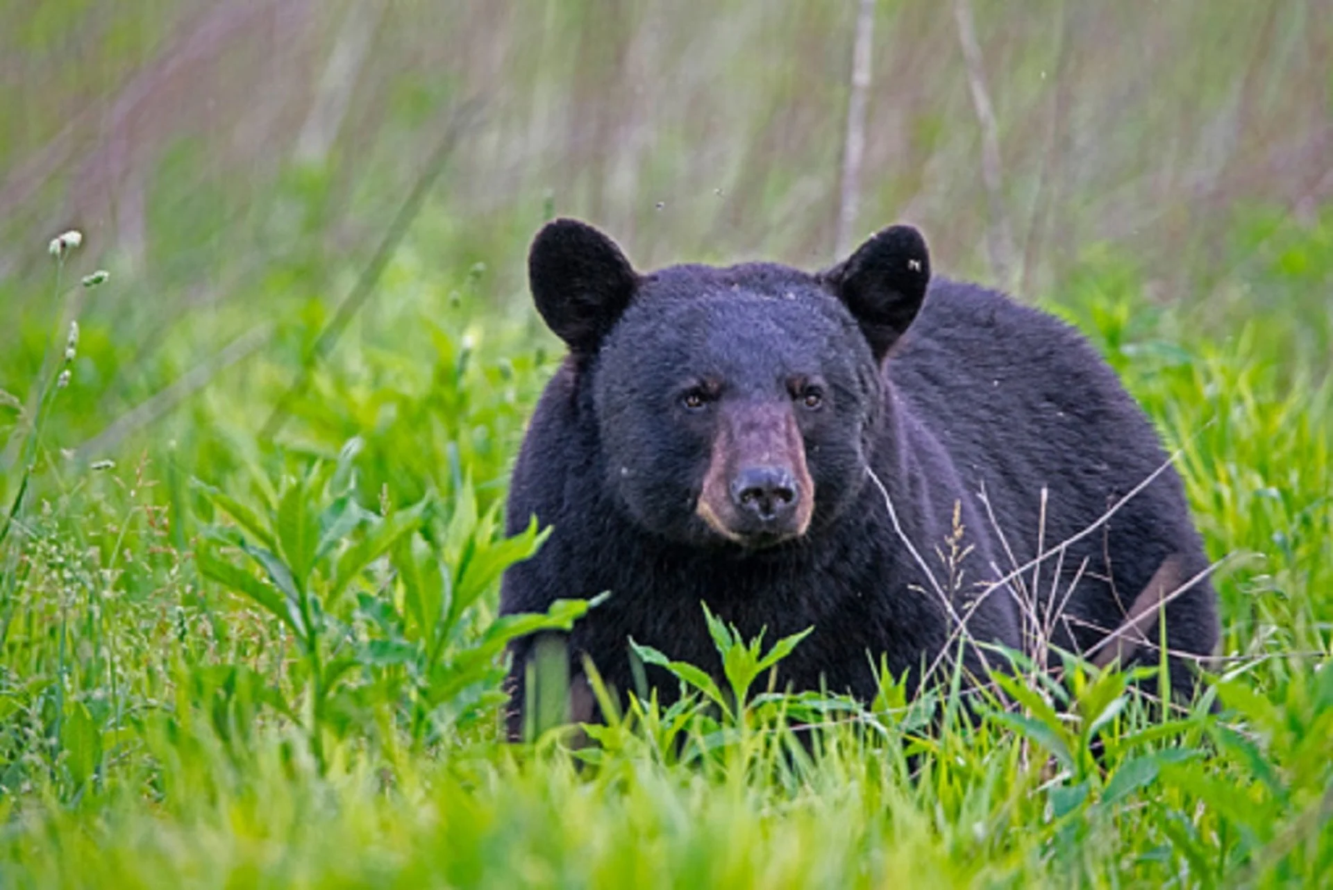 Black bear/Getty Images