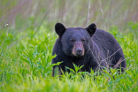 Close encounter with bear frightens visitors at Jasper National Park