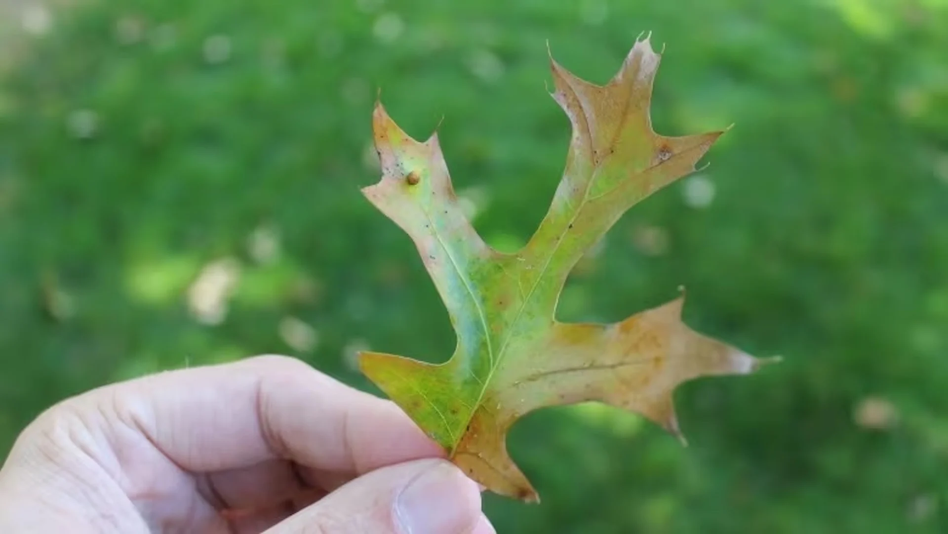 Invasive fungus that kills oak trees now spreading across Ontario The