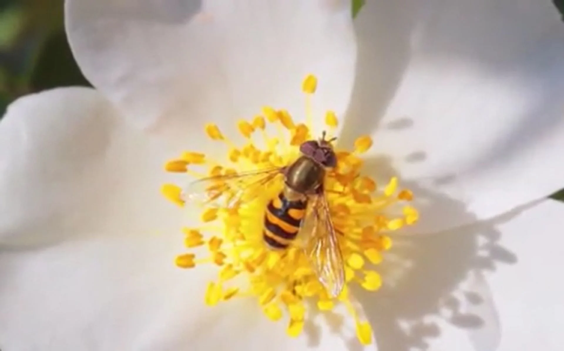 That's not a bee! Why these helpful flies hover around your backyard