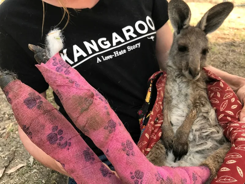 REUTERS - burned kangaroo