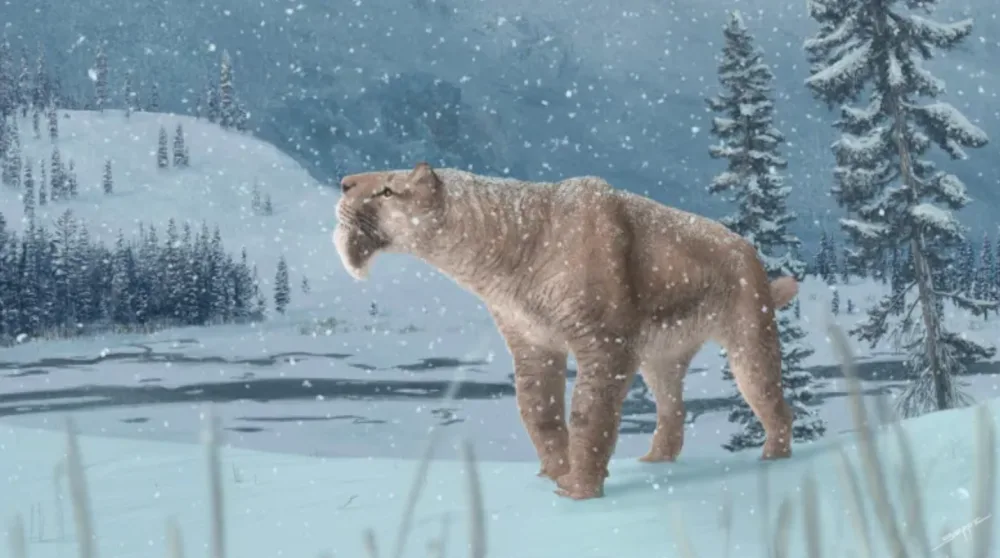 Canada's first sabre-toothed cat fossil found in Medicine Hat
