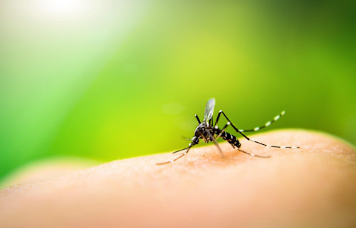 As Summer Warms Up, CDC Issues Health Alert On Uptick In Dengue Fever ...