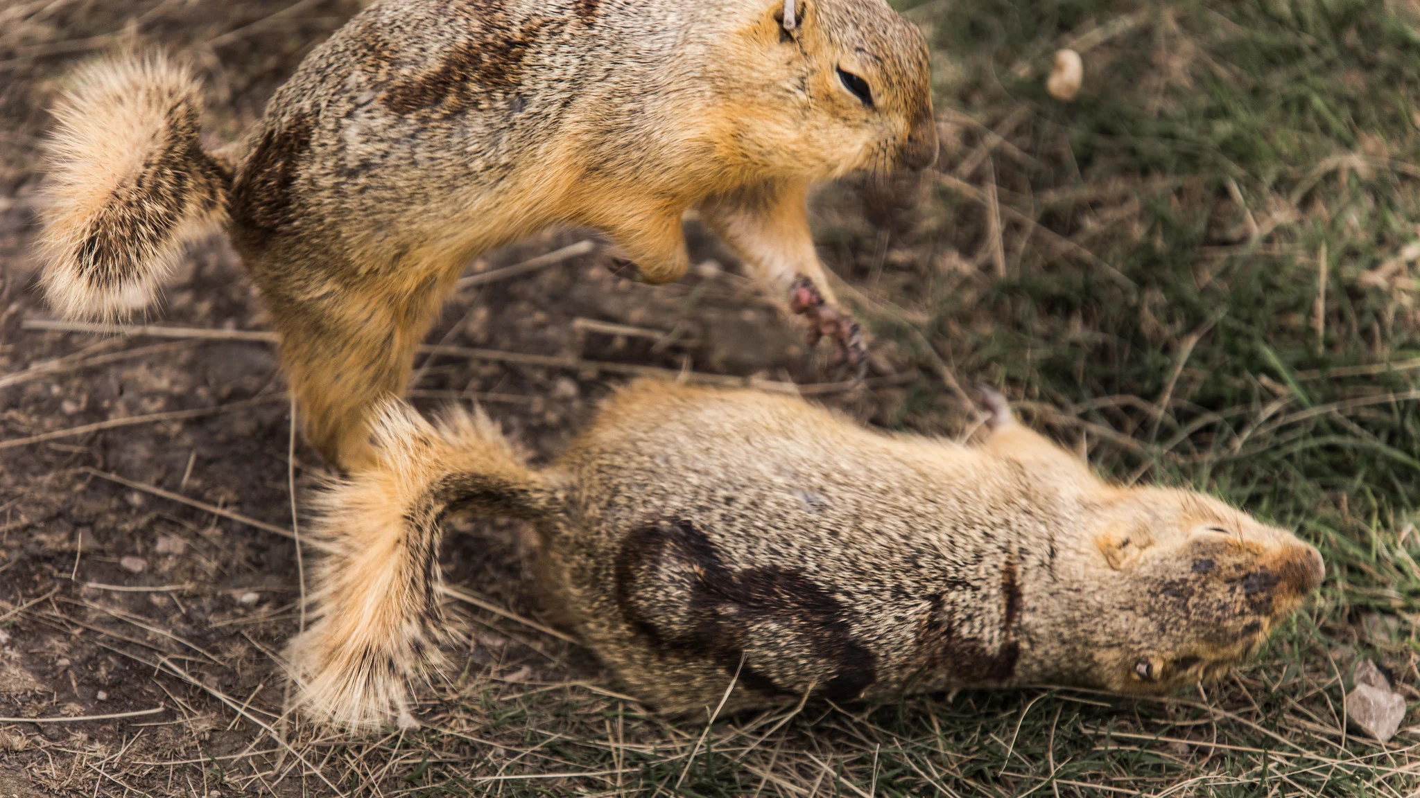 Ground Squirrel Thunderdome Dave Sutherland