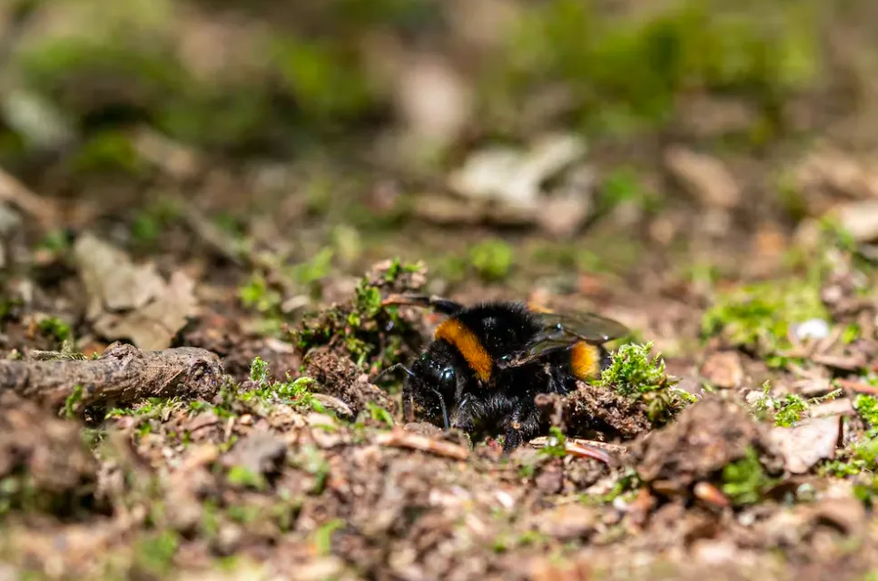 Bumblebee queens find shelter in warm places like underground burrows and hibernate all through the winter. (Shutterstock)