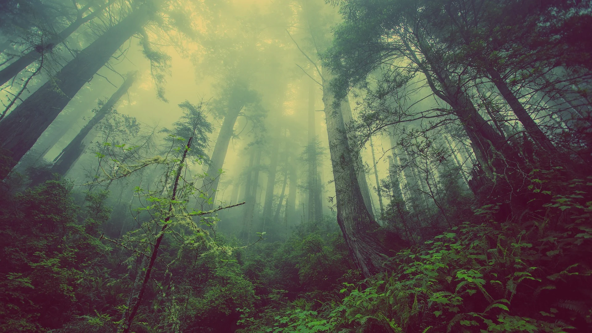 Les arbres poussent plus vite, mais vivent moins longtemps