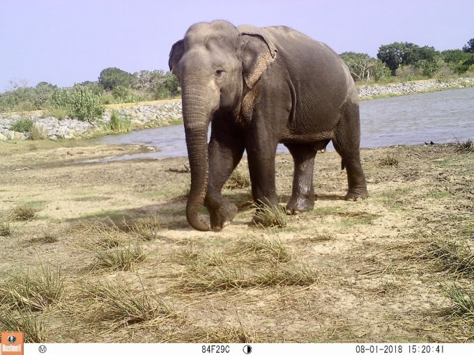 Asian elephant/Aisha Uduman /UBC Faculty of Forestry