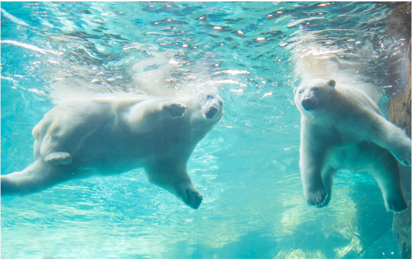 Travel Manitoba: Polar Bears Churchill