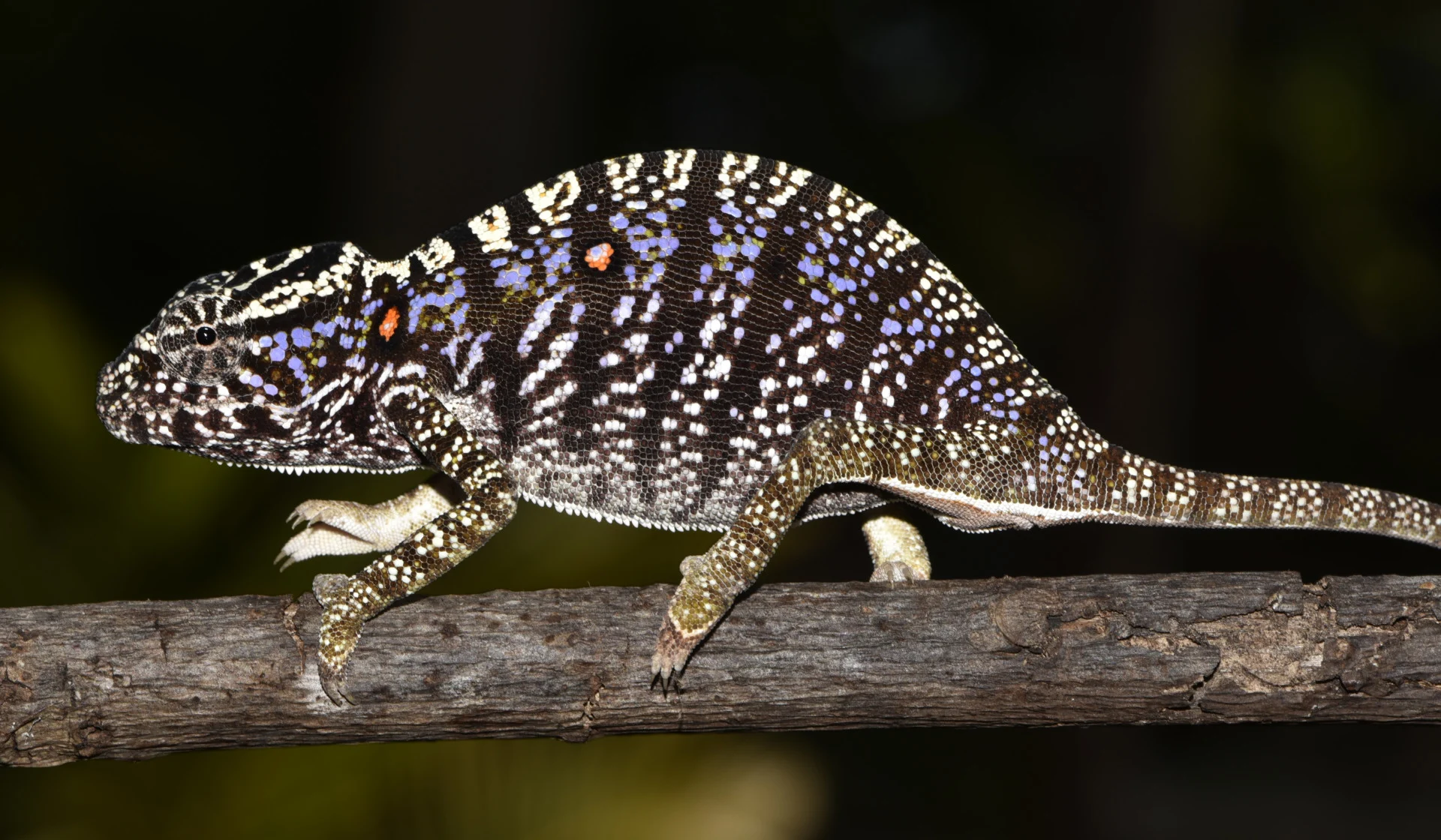 Scientists rediscover chameleon in Madagascar last seen 100 years ago