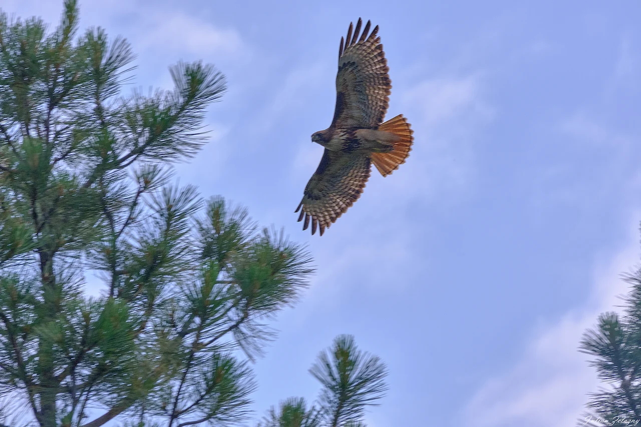 Bird/The Nature Trust of BC/Submitted to The Weather Network