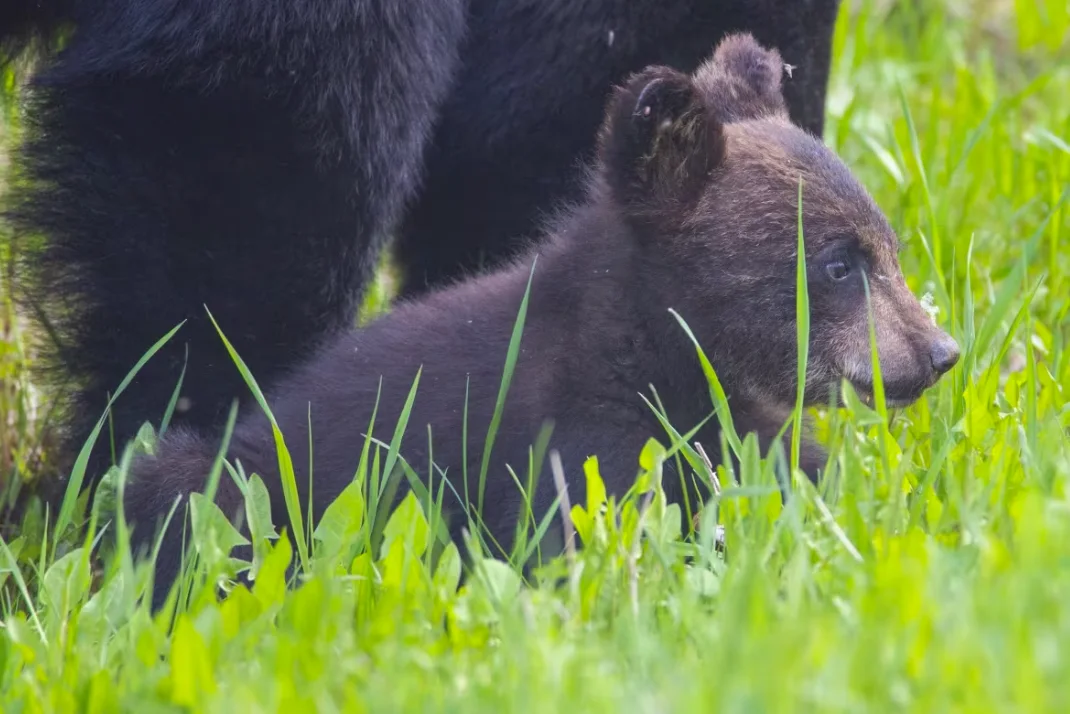 CBC: Bear cubs sit in the grass along Highway 10 in Riding Mountain National Park. (Chelsea Kemp/CBC)