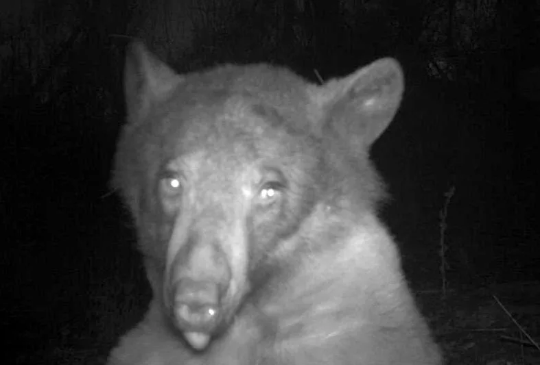 Camera-happy bear goes on selfie spree, snaps more than 400 photos