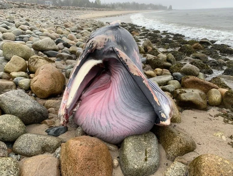 CBC Nova Scotia dead whale paul palmeter