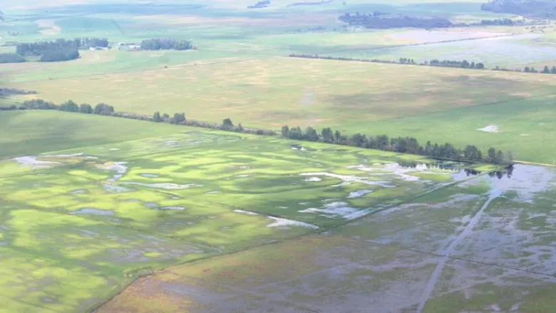 Lac Ste. Anne County declares an agricultural disaster after an influx of rain 