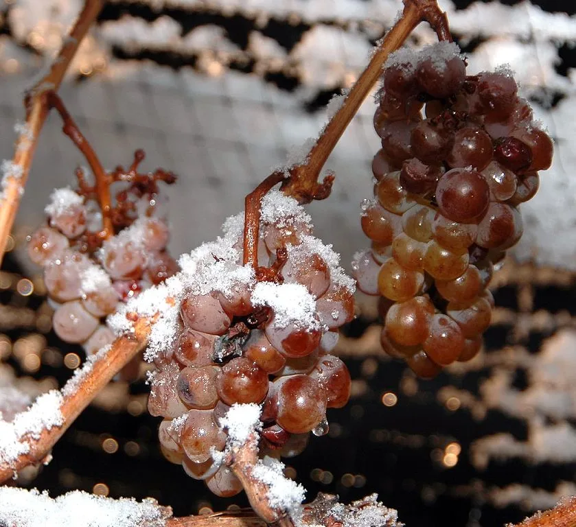 Icewine Dominic Rivard Wikimedia Commons