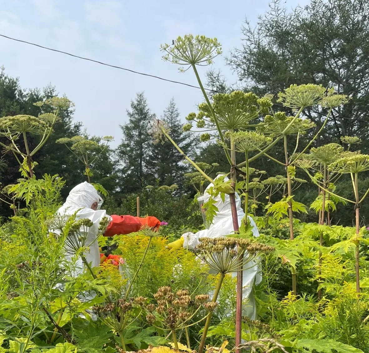 giant-hogweed/Beth Hoar/P.E.I. Invasive Species Council) via CBC