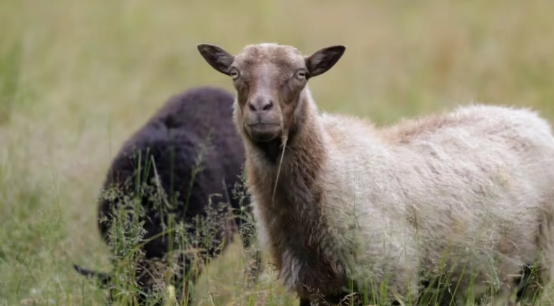 Turning wool into pellets may reduce waste, help farmers weather climate change